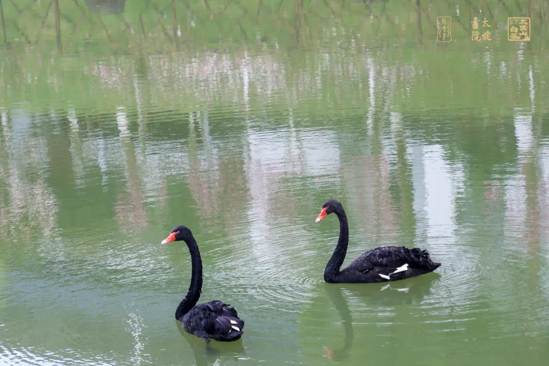 庄园白茶 庄园白茶