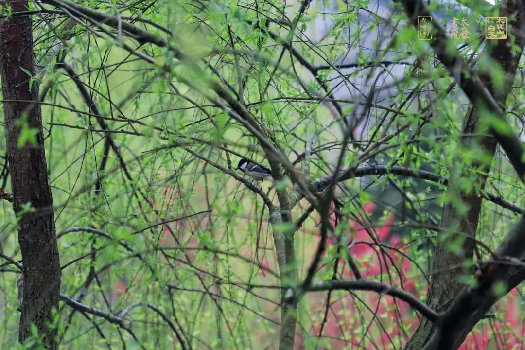 品品香白茶 品品香白茶