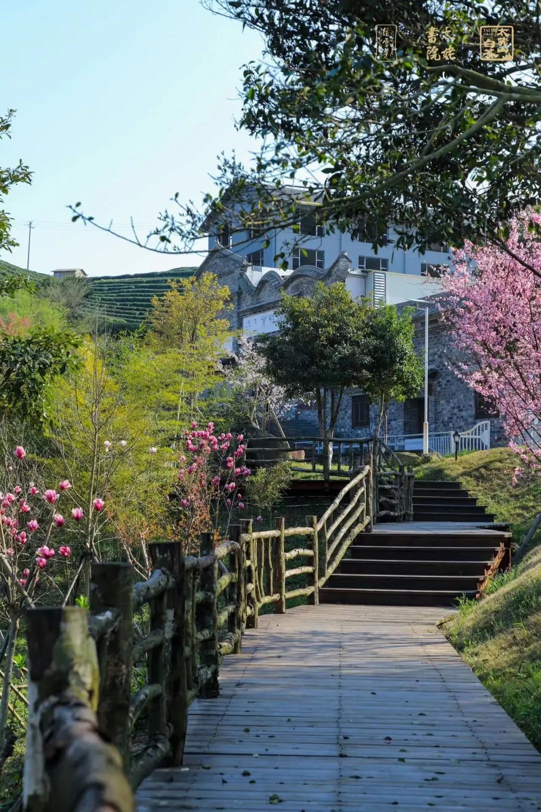 华茶一号白茶 华茶一号白茶