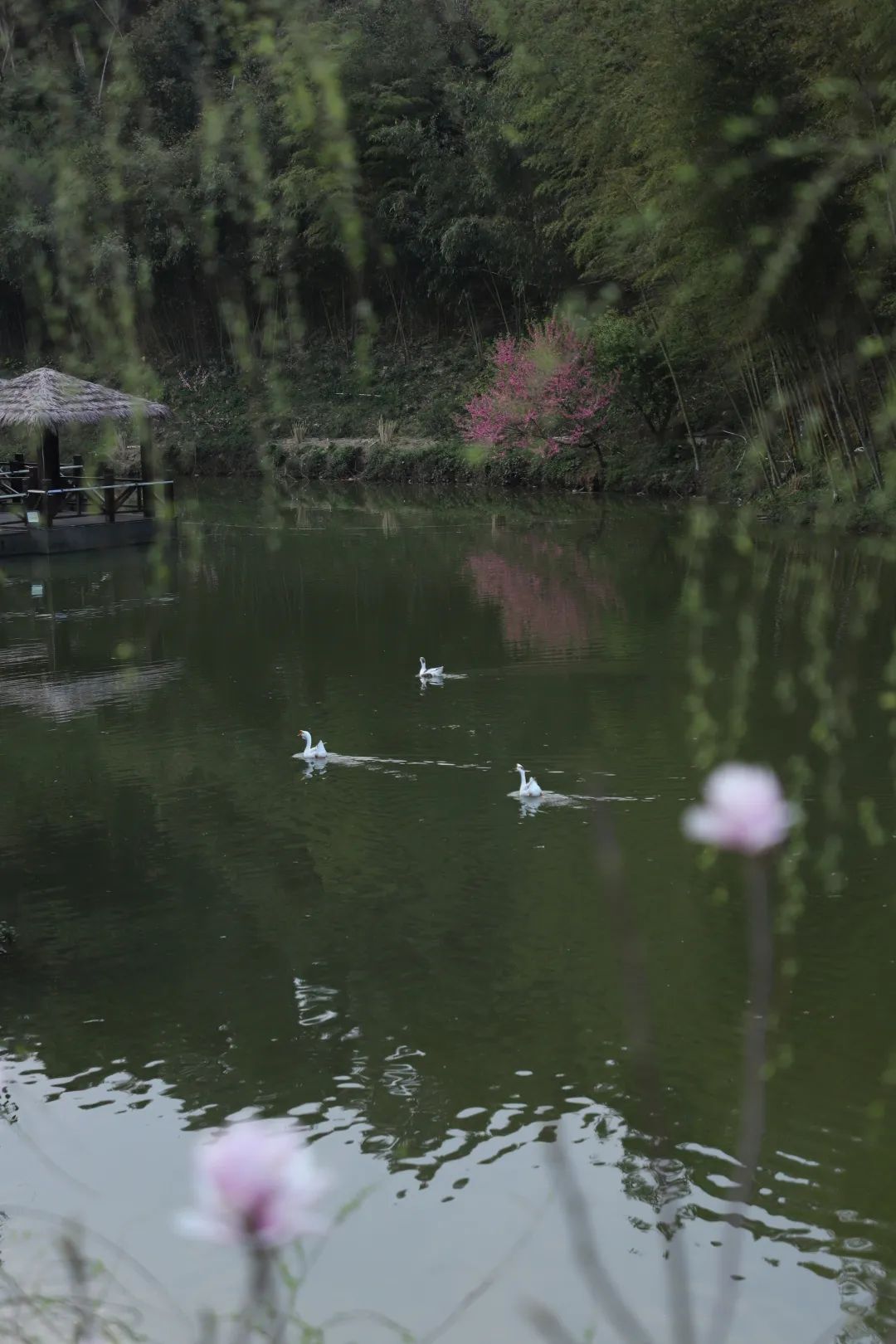 鼎白白茶 鼎白白茶