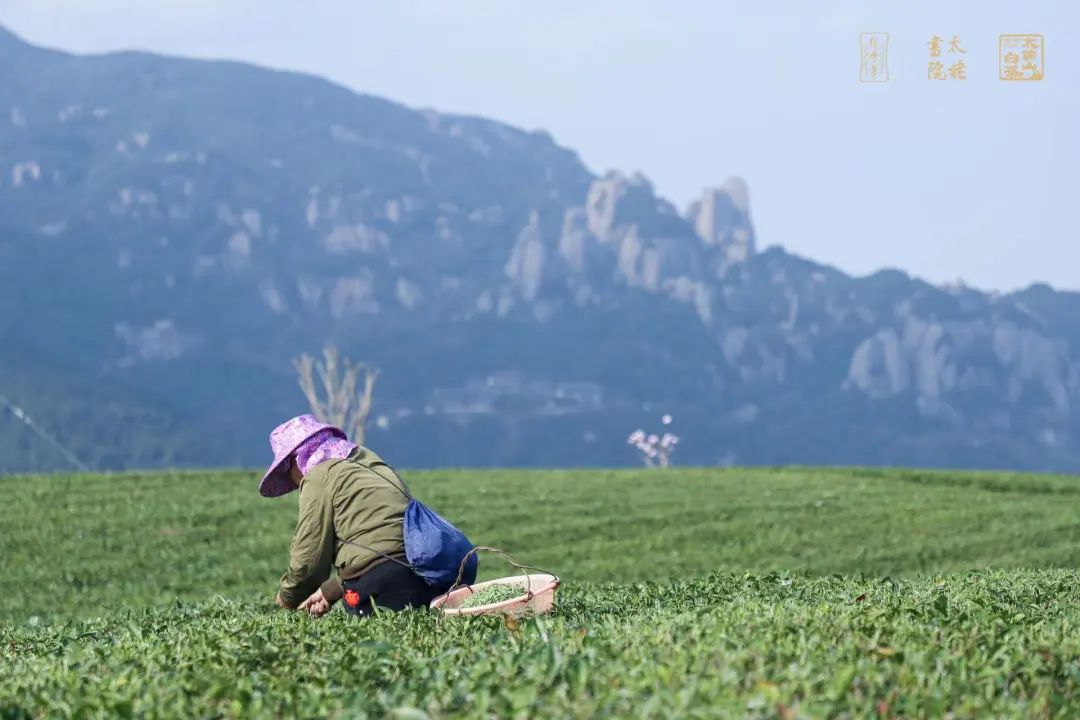 白毫银针白茶 白毫银针白茶