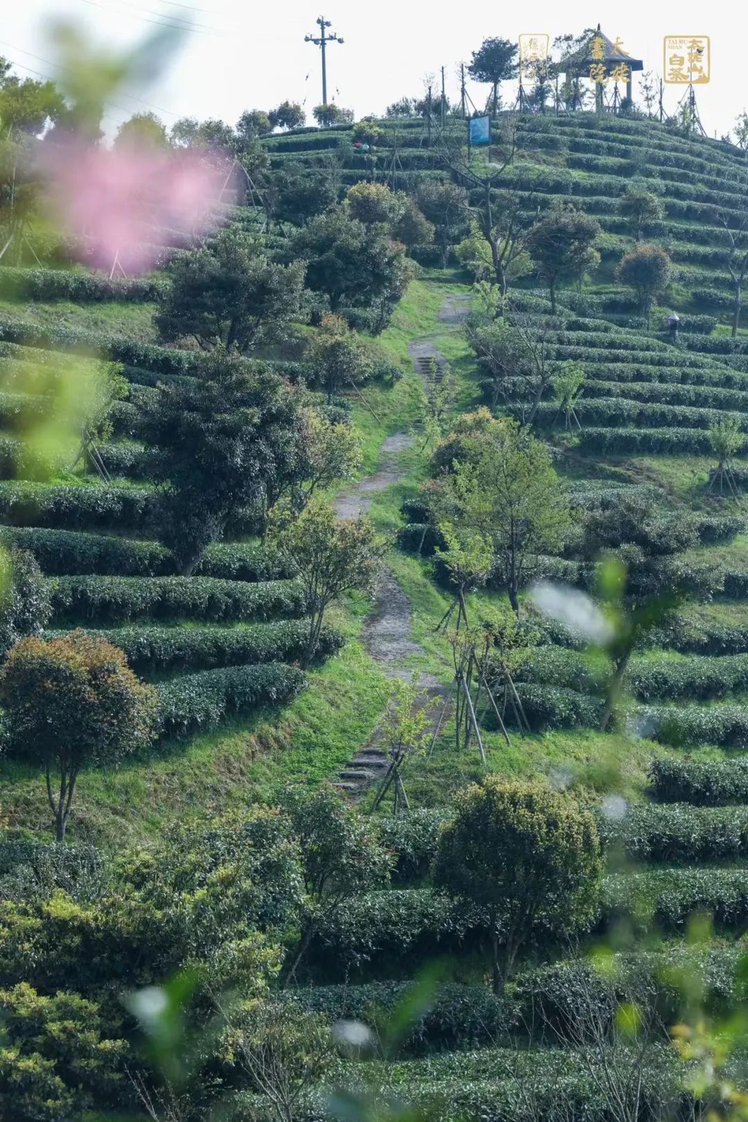 品品香白茶 品品香白茶