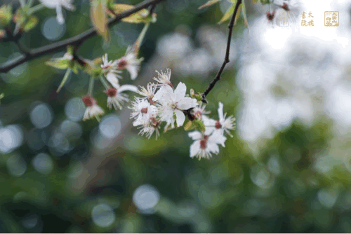 庄园白茶 庄园白茶