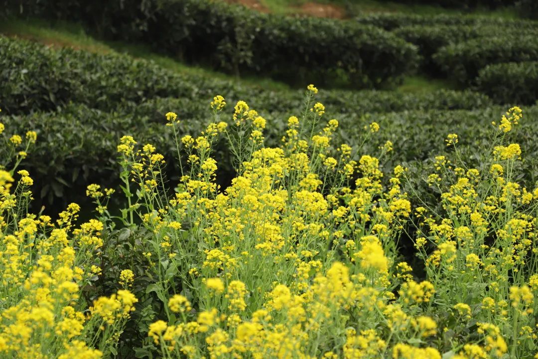 太姥娘娘 太姥娘娘