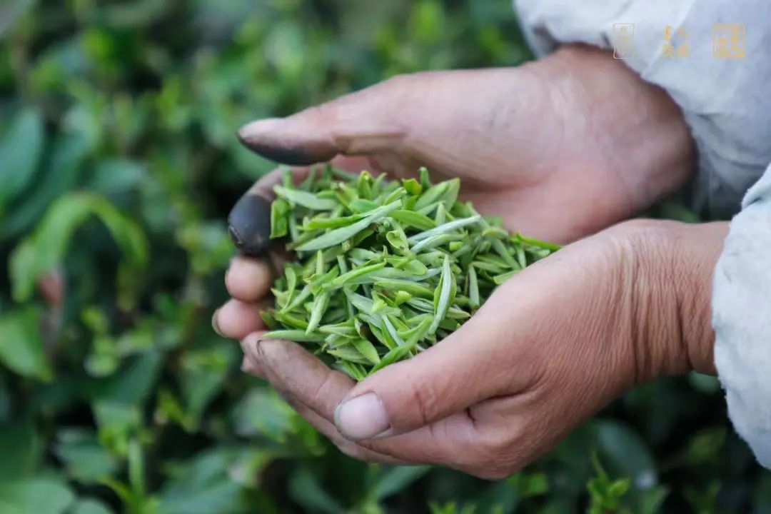 白牡丹白茶 白牡丹白茶