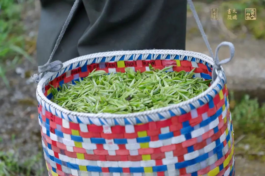 寿眉白茶 寿眉白茶