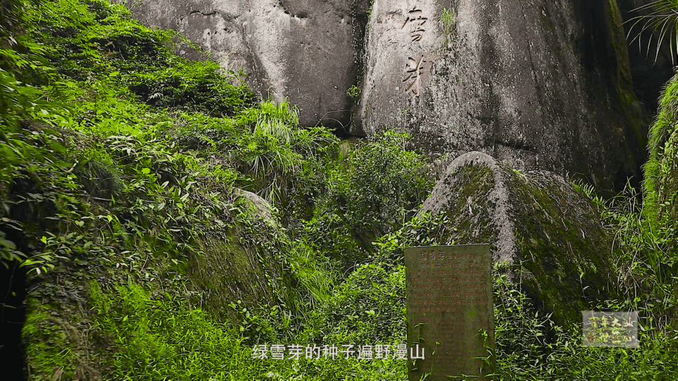 太姥山白茶 太姥山白茶