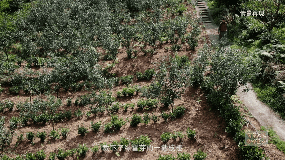 太姥山白茶 太姥山白茶