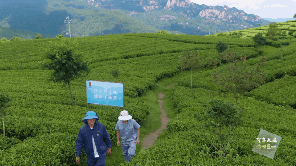 白毫银针 白毫银针