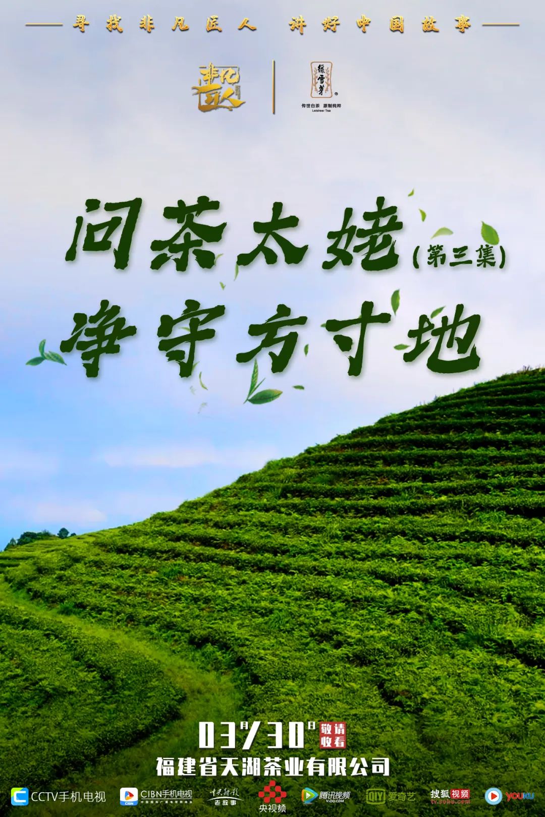 福鼎白茶 福鼎白茶